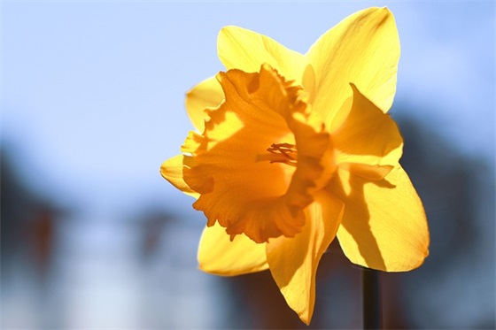 送小学生的祝福语34句