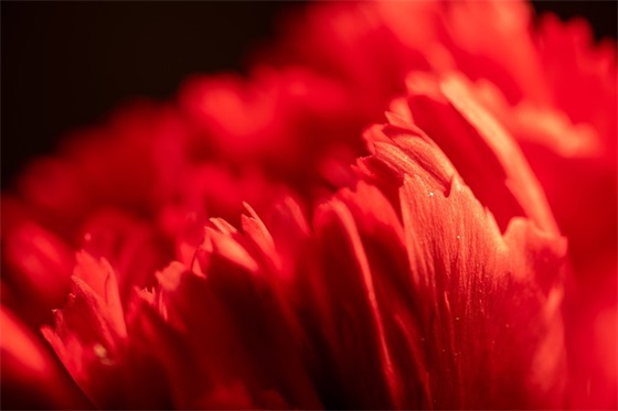 新年好的英文祝福语