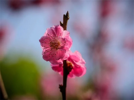农家乐开业祝福语 农家小院开业祝福语