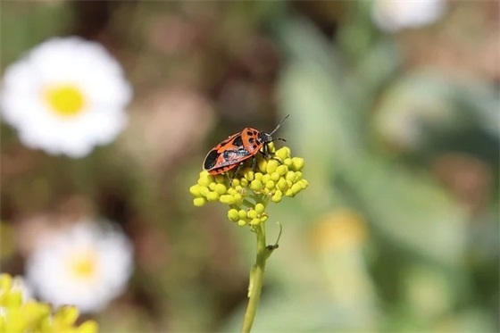 送儿子生日祝福语
