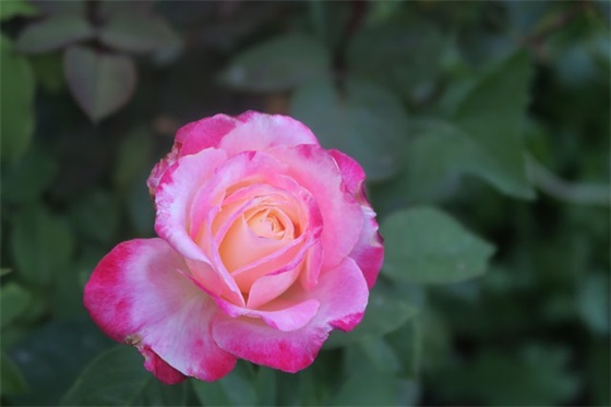 结婚周年祝福语简短39句