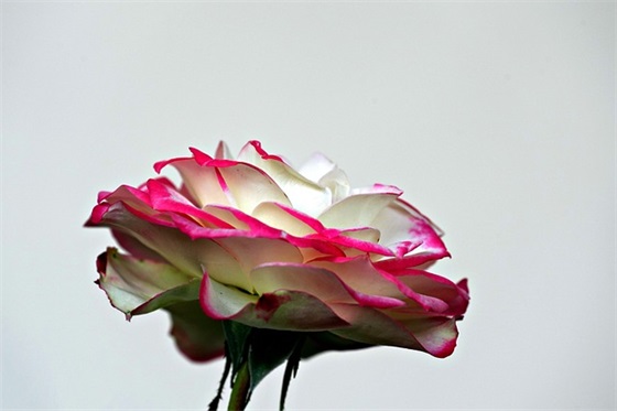 祝福婴儿百天的祝福语 祝福孩子百天吉祥话