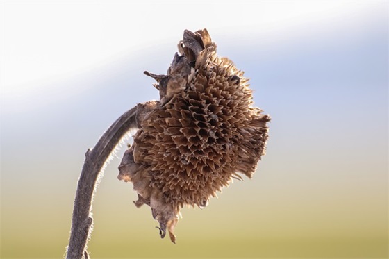 祝小妹结婚祝福语 双节结婚祝福语
