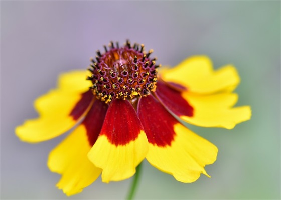 小女孩生日祝福语32句