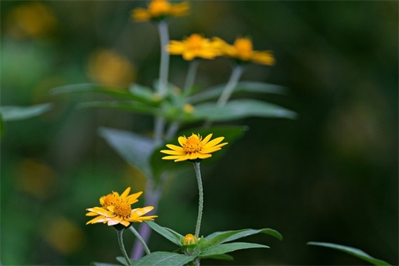 2026爱眼日宣传标语口号 世界爱眼日的宣传标语