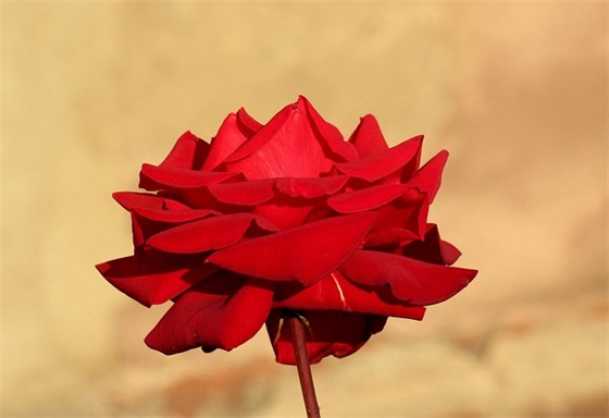 学校文明寝室的标语 文明寝室标语大全8字