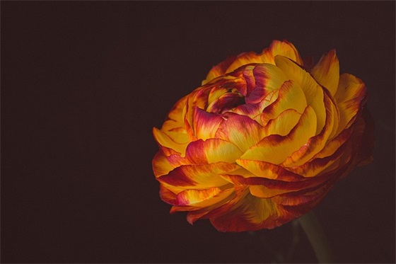 2026世界野生动植物日宣传标语最新