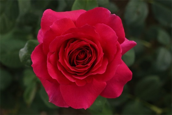 轮滑口号大全81句