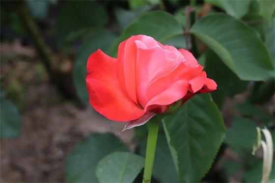 碾压对手霸气的pk挑衅口号简短 超级嚣张挑衅口号押韵