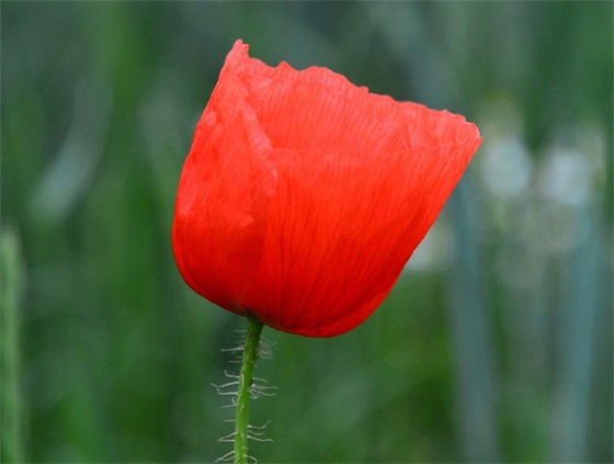 拒绝浪费粮食的口号大全
