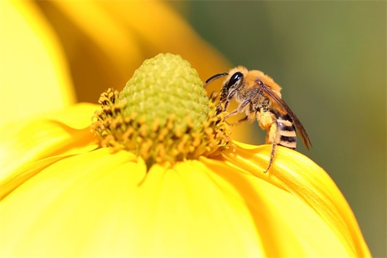 2026年植树节活动推广口号(2026年植树节宣传口号)