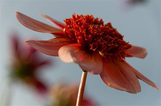 三一二植树节公益宣传标语大全 植树节宣传标语卡片