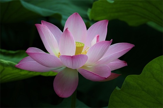 口号霸气押韵8字82句