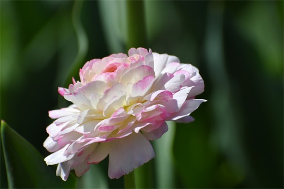 泸沽湖口号83句