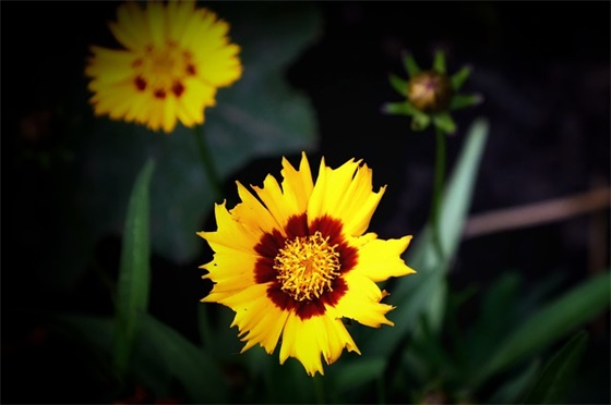 2026植树节创意的宣传口号