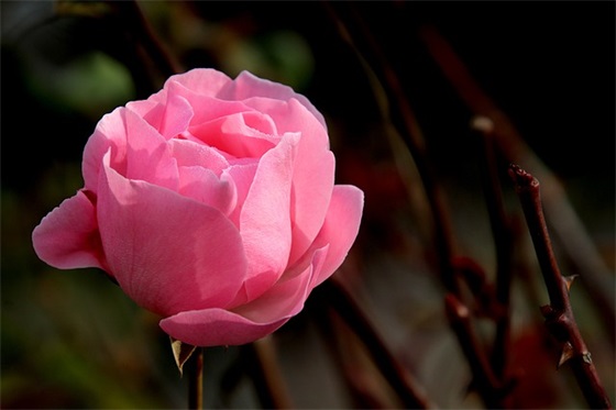 2026五四青年节活动主题标语大全精选5篇