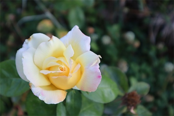 班级口号霸气8字83句