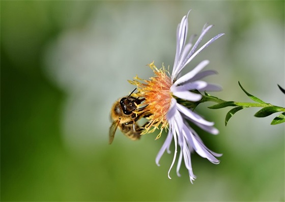 2026年植树节简短标语精选 植树节图片
