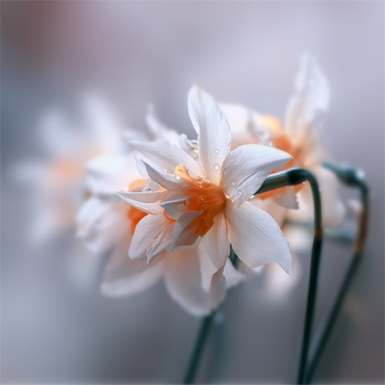 精选植树节励志宣传标语大全