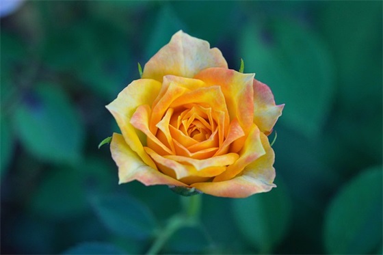 低碳生活的宣传标语85句