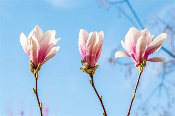 公共卫生宣传口号82句