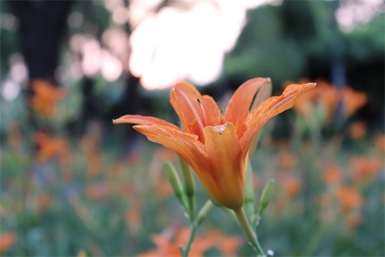 夸女人贤惠能干温柔的句子