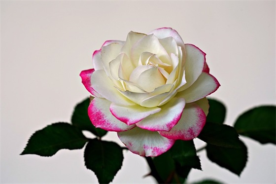 2026搞笑心情句子