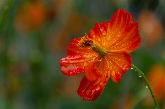 最新元宵节文案句子