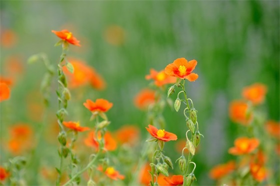 2026女人励志的句子