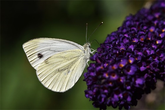 写冬天的优美句子