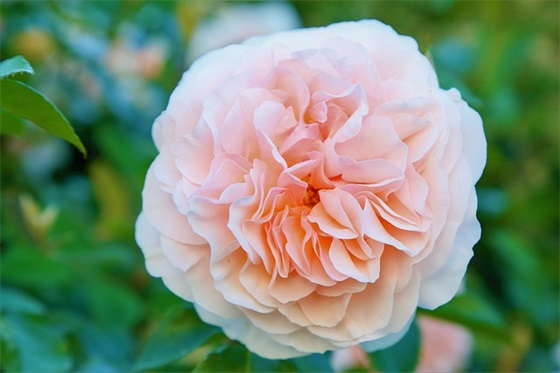 精选的表达无奈的句子大全 表达无奈的句子