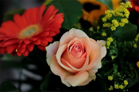 2026拼搏的句子 2026的句子