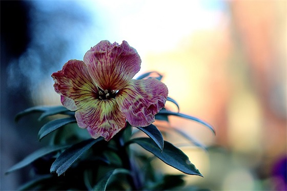 心烦无奈很累的语句 极度压抑心累的句子