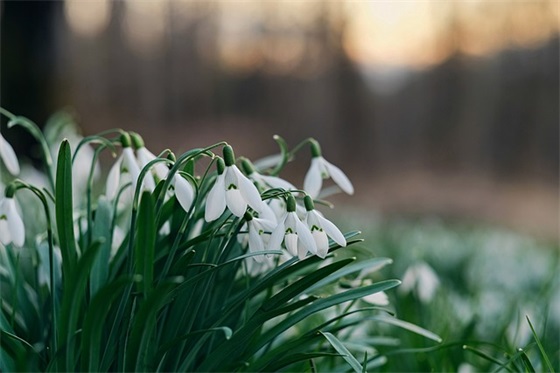 有素质暗讽领导的句子(讽刺无能者当领导的句子)