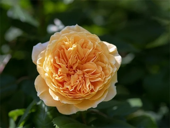 撩人的句子一问一答 撩人的句子套路一问一答