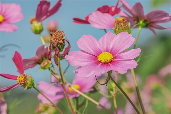 对爱执着的句子