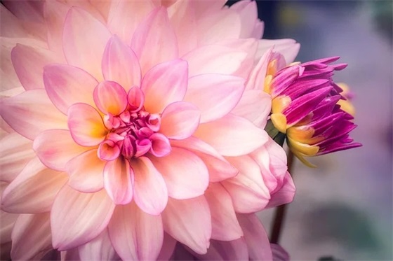 追求女孩子的表白的句子