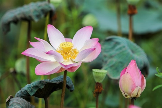 父亲去世伤心感言 思念天堂父亲的句子