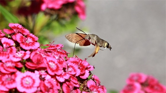 古代励志的句子80句