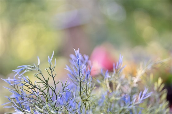 描写植物状态的句子