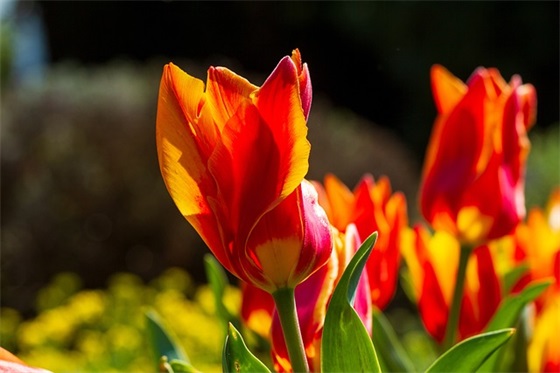 qq梦幻文字控句子 qq名片文字控