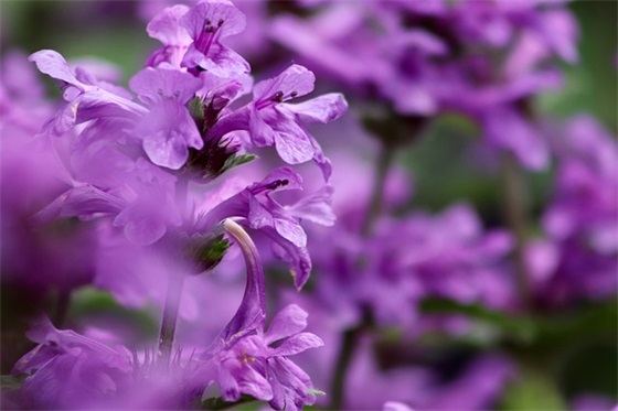 关于思念情人的句子