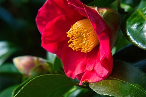 2026年父亲节宣传标语33句