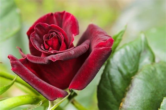 茶叶店、茶坊的广告标语、宣传语