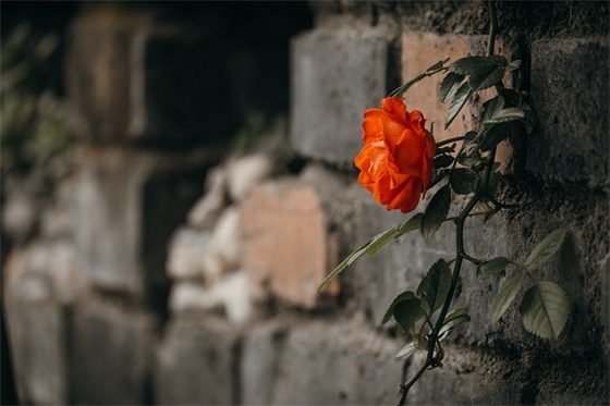 春风行动宣传口号26句