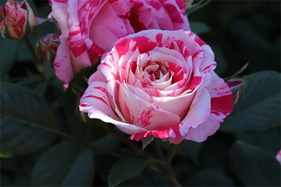 晨跑的口号 跑操的口号