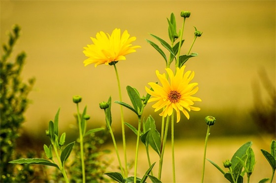 重阳节标语31句 重阳节标语31句