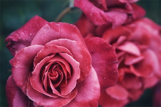 2026年热门春游团队口号 春游主题标语大全 2026年热门春游团队口号 春游主题标语大全