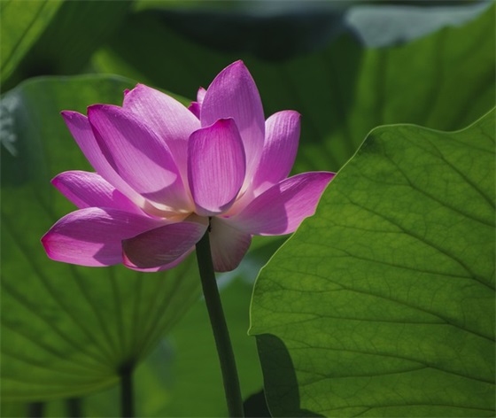 战斗口号 部队战斗口号 战斗口号 部队战斗口号