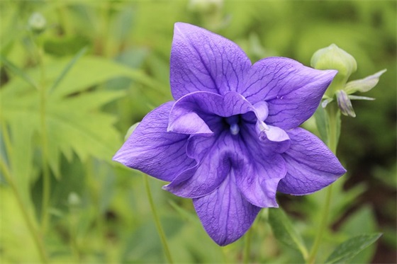 打造绿色生态城市宣传口号精选(绿色生态城市创编画)